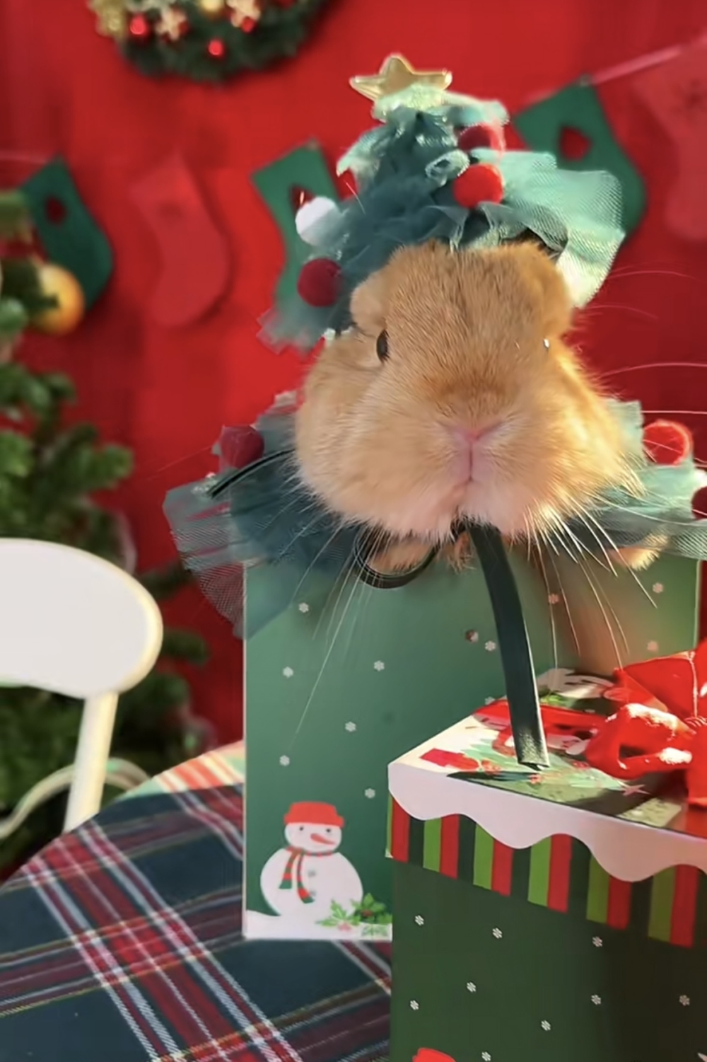 奴才：你就是我的聖誕禮物啦