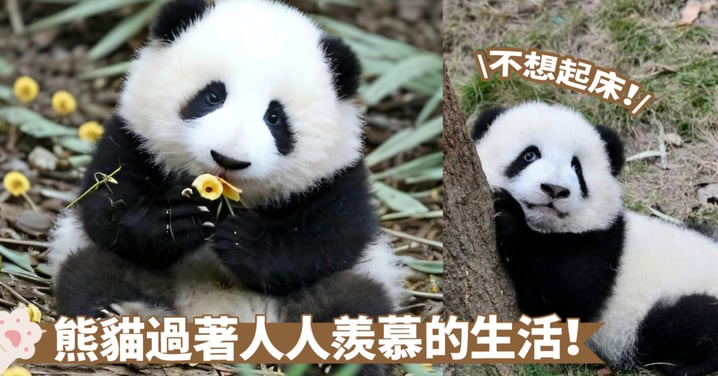 萌趣透視！揭開熊貓神秘日常～可愛小習慣一覽無遺，生活點滴盡在眼前！