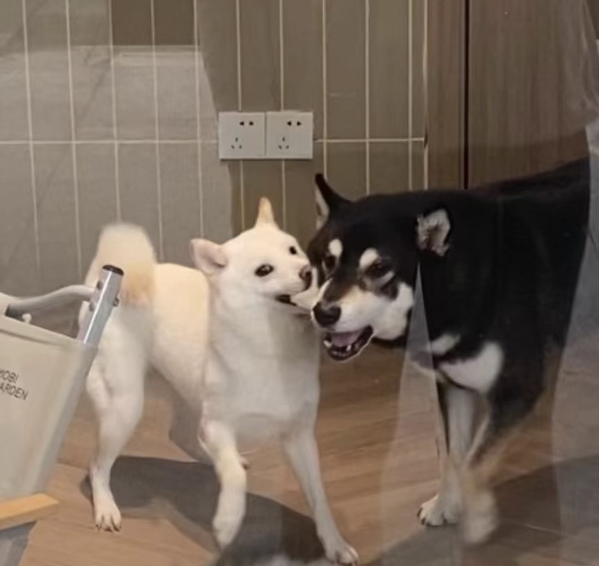 奴才：當然不是啦