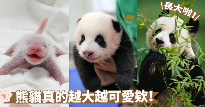 與可愛熊貓一起成長～認識牠們的幼年、青少年和成年階段！來看看牠們都有些什麼變化吧～