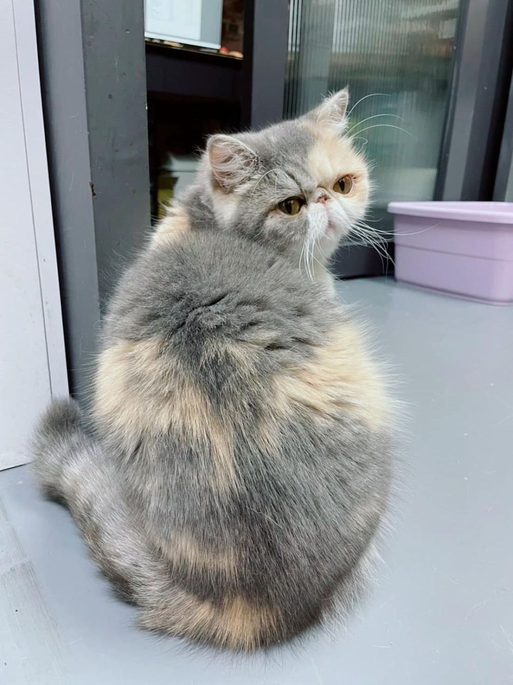 貓咪夾著尾巴表示害怕的意思。