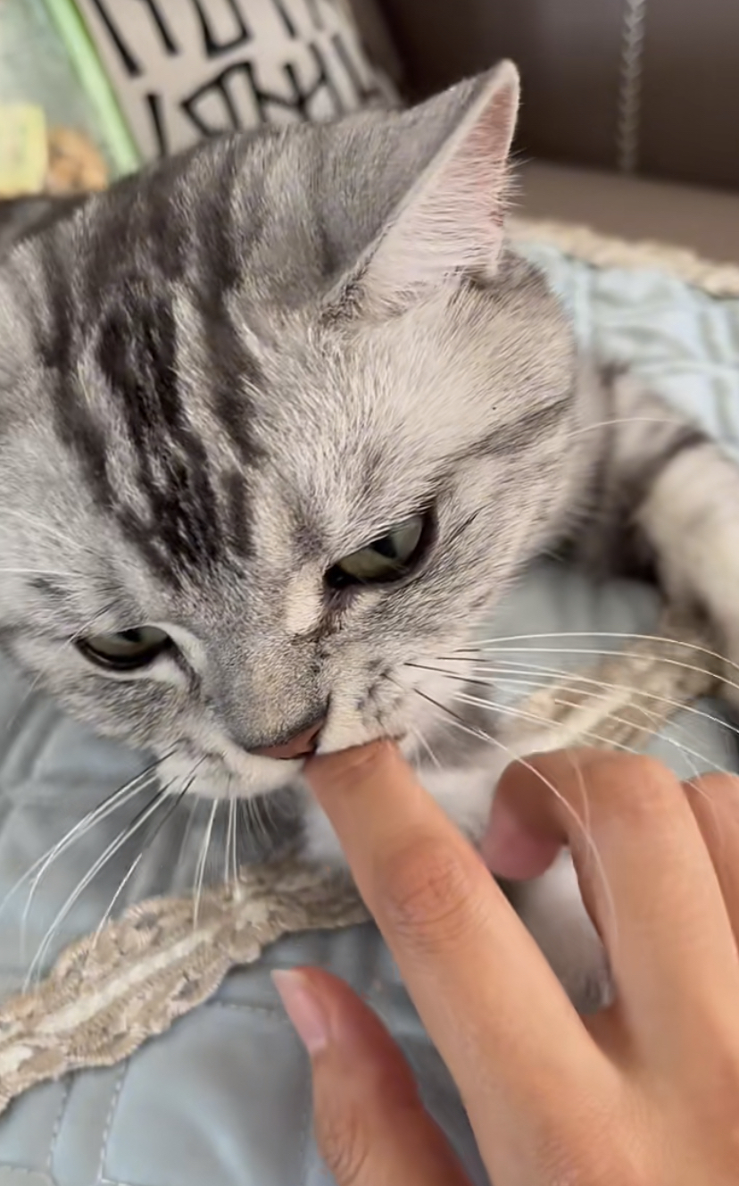 把手指推向貓咪的嘴巴，通常這樣貓咪就會鬆口。