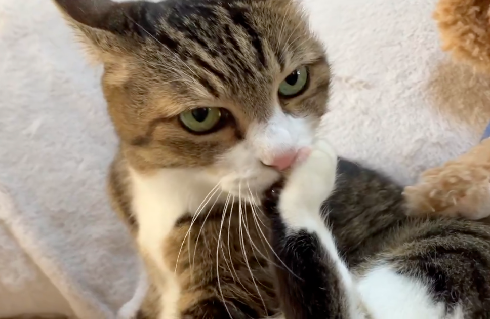 喵：不管！朕就喜歡坐在桌子邊邊！