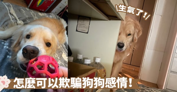 默默抗議中！尖銳的眼神死死盯著奴才，狗狗探出半顆頭觀察情況～汪：要睡到幾點？