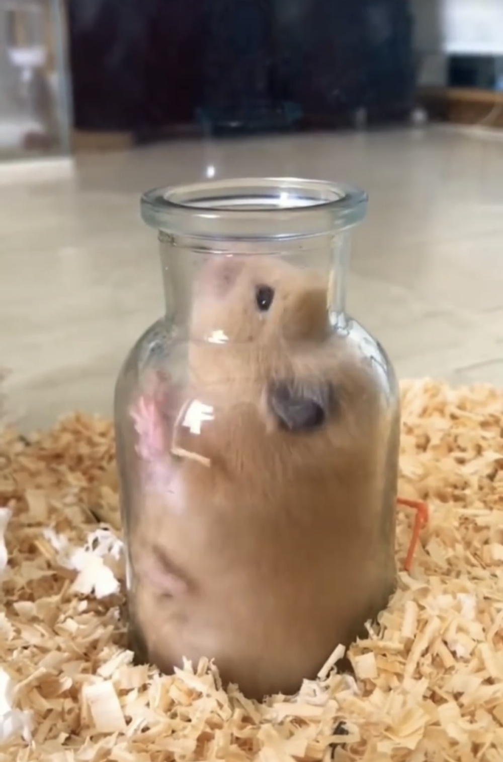 奴才：拭目以待喔～