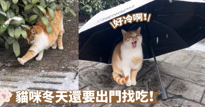 人的善念真的能被感受到！撐起雨傘，貓咪自然懂的可以到傘下避雪啦～