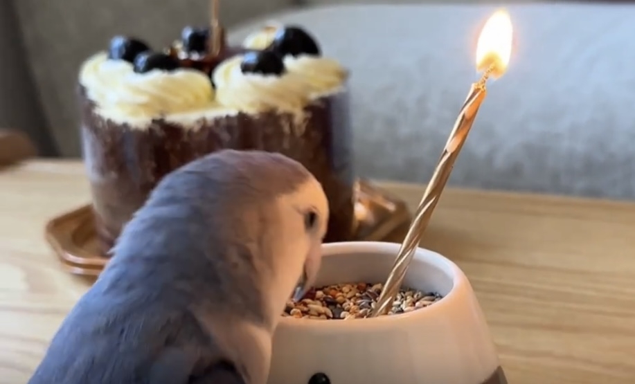 奴才：有很多東西吃對嗎