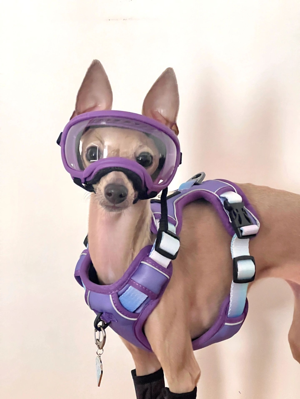 奴才：高讚了啦