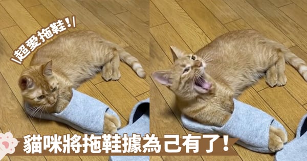 手手冷怎麼辦？貓咪想出的辦法絕了！棉拖鞋這個時候被當成手套派上用場囉～