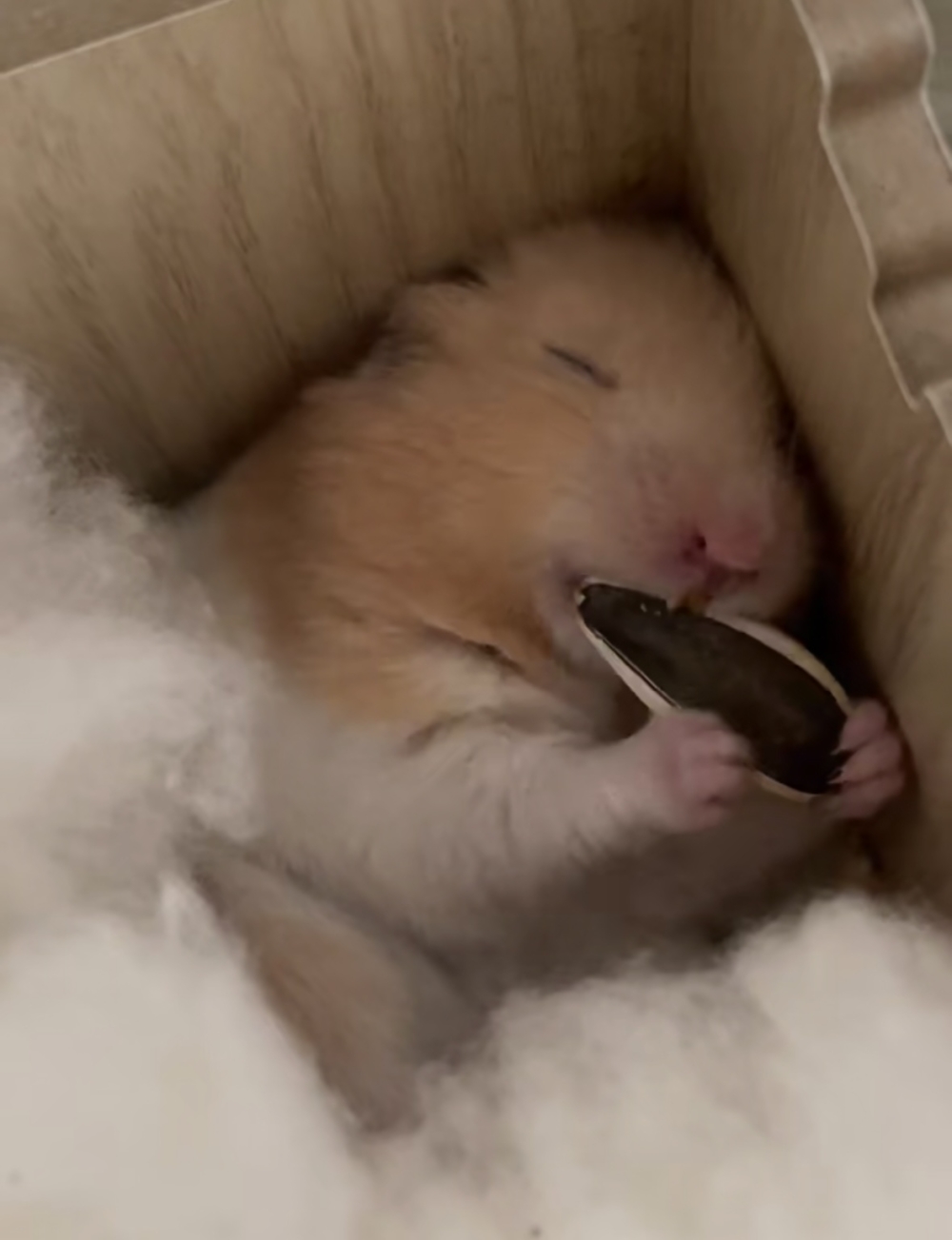 奴才：你的稱讚我就收下囉～