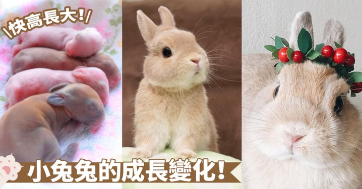 萌寶兔子的成長日記～每個階段都有不同的驚喜！從幼年到老年，陪伴兔子一起成長吧～