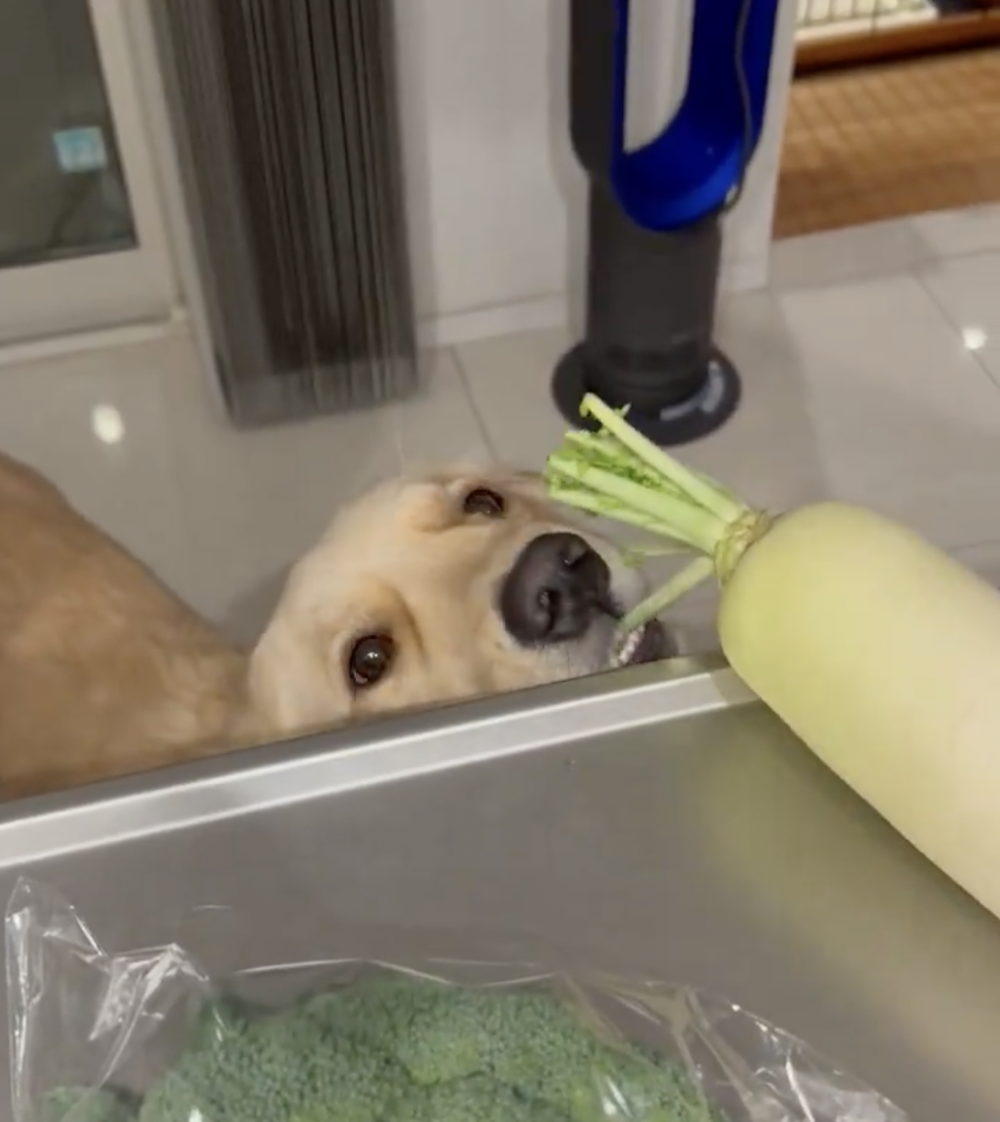 奴才：行什麼行啊...