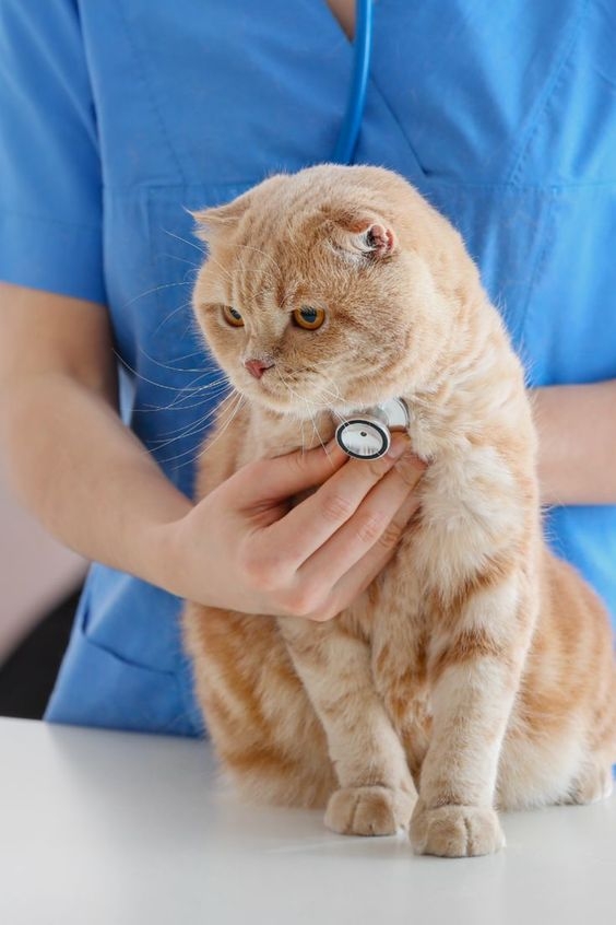 好的貓糧可預防貓咪生病的機會。