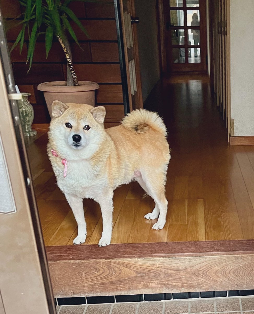 奴才：那就選最想要的囉