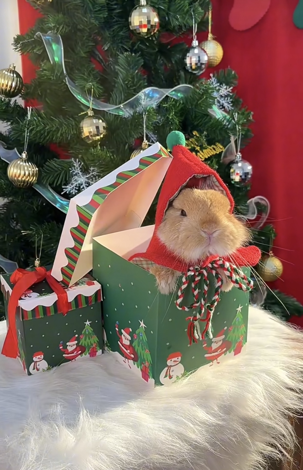 奴才：今天超級無敵可愛捏