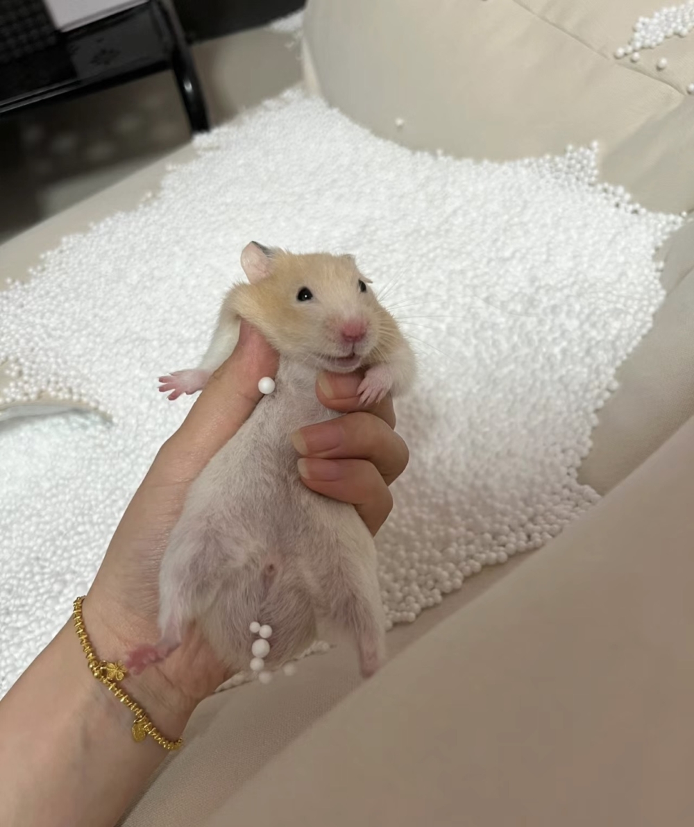 奴才:我就是個建議,別激動