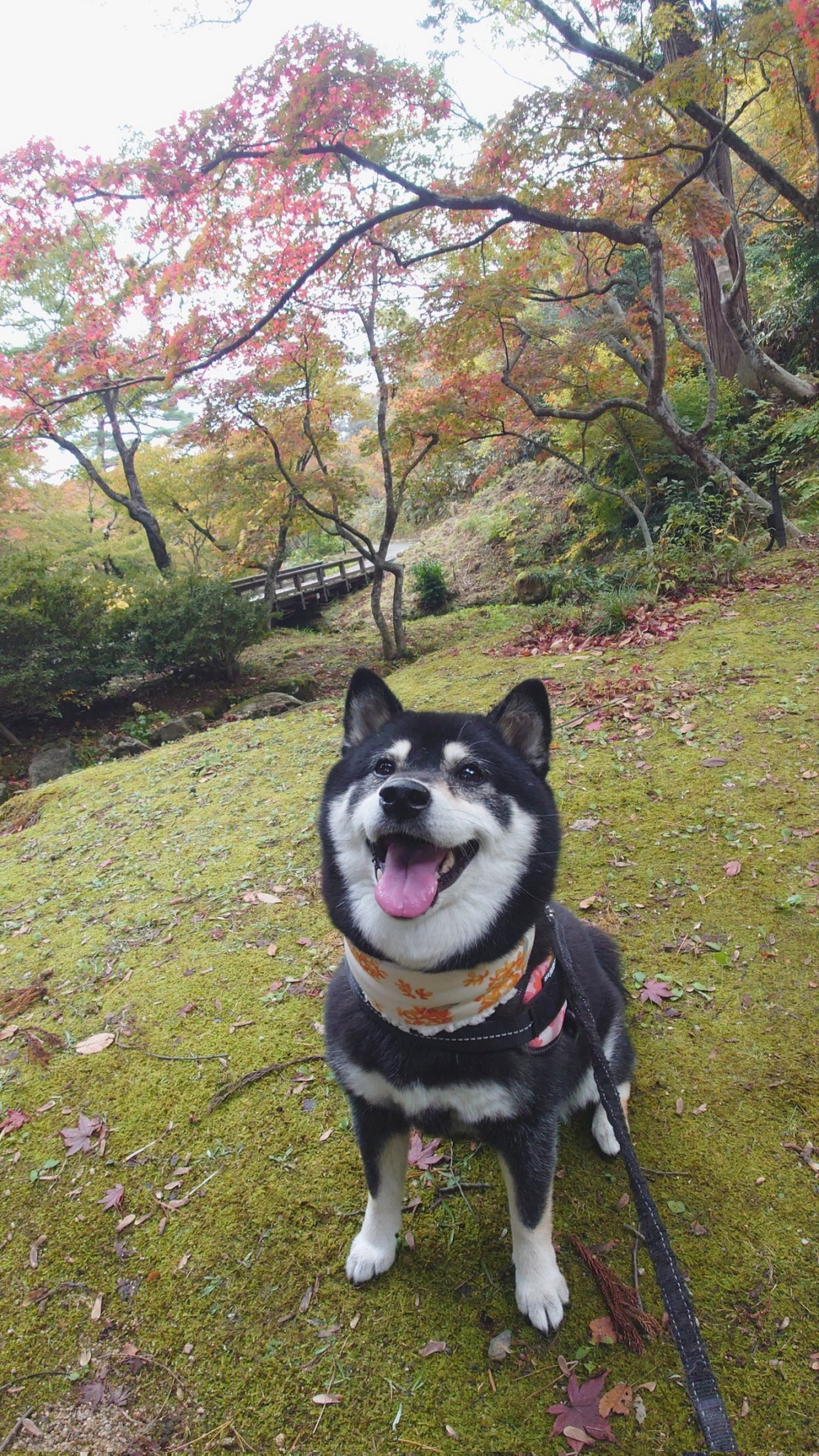 奴才：你很會爭取欸
