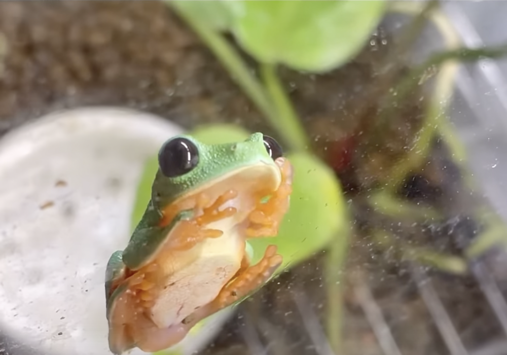 奴才：我是好奇寶寶呀