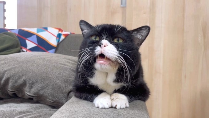 奴才：我還真是百口莫辯了