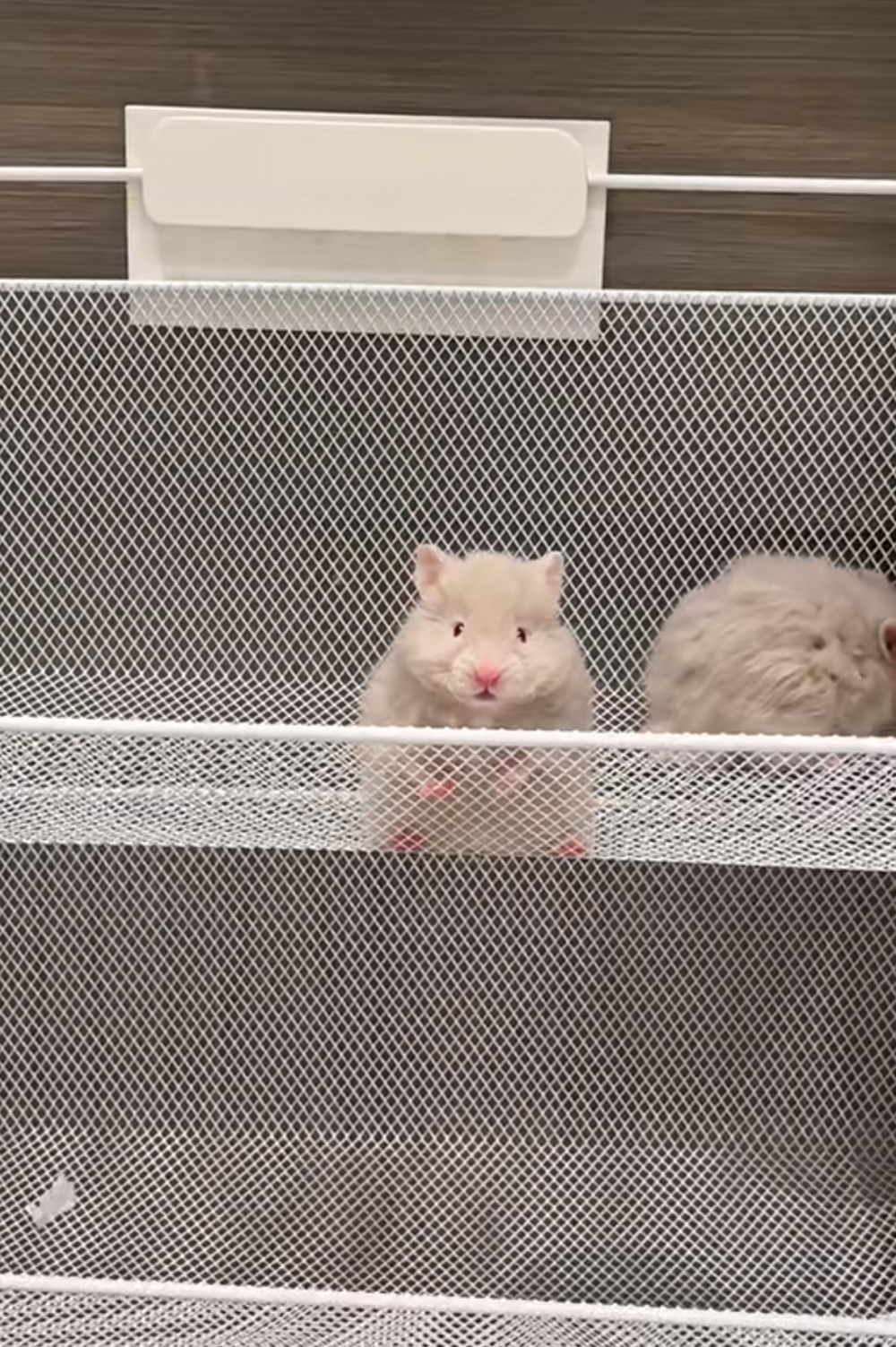 奴才：好啦～你勝利了