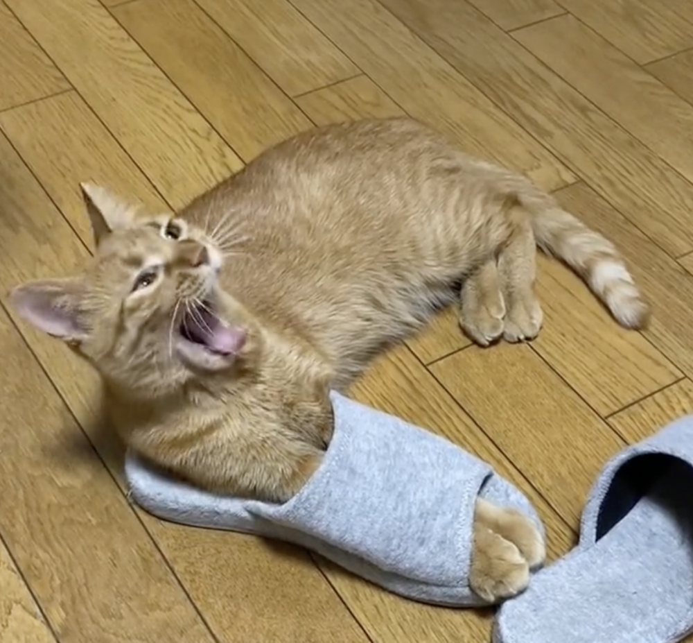 奴才：你該不會是目的不純吧