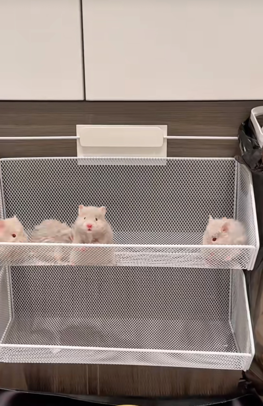 奴才：還真是誰不過你啦！