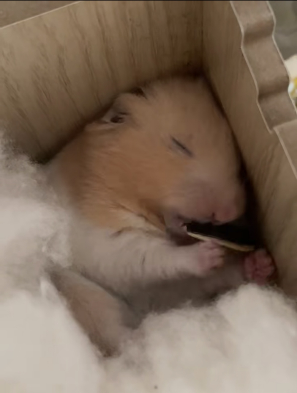 奴才：果然這是最好的喚醒方式啦