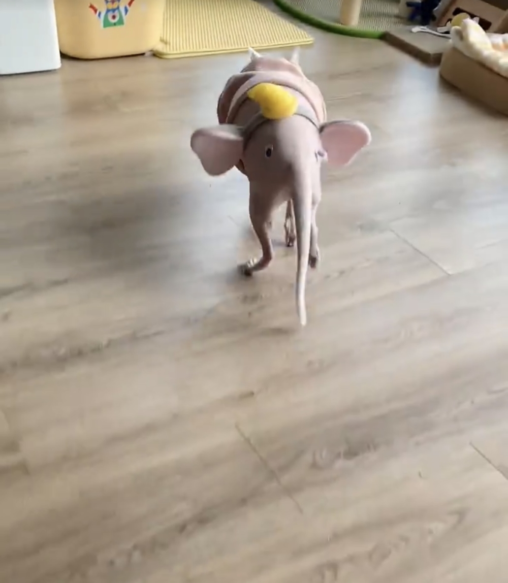 奴才：哼！下次不陪你玩了