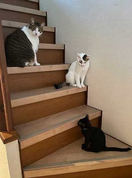 奴才：你們別欺負牠喔