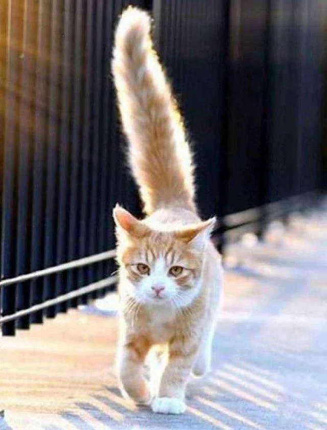 貓咪尾巴垂直高舉，代表牠現在心情不錯，很信任也很喜歡你。