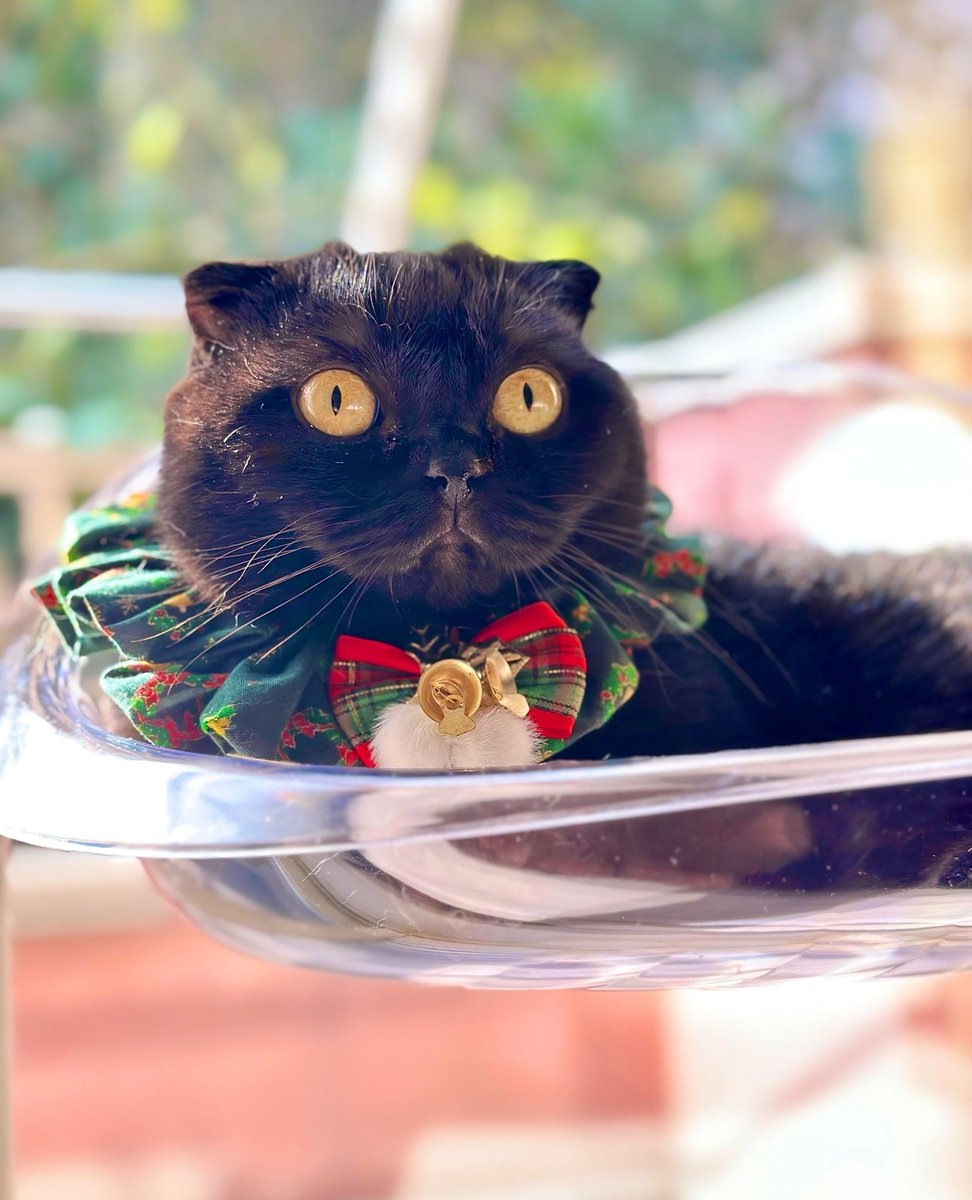 奴才：哎呦～口誤了，不好意思捏