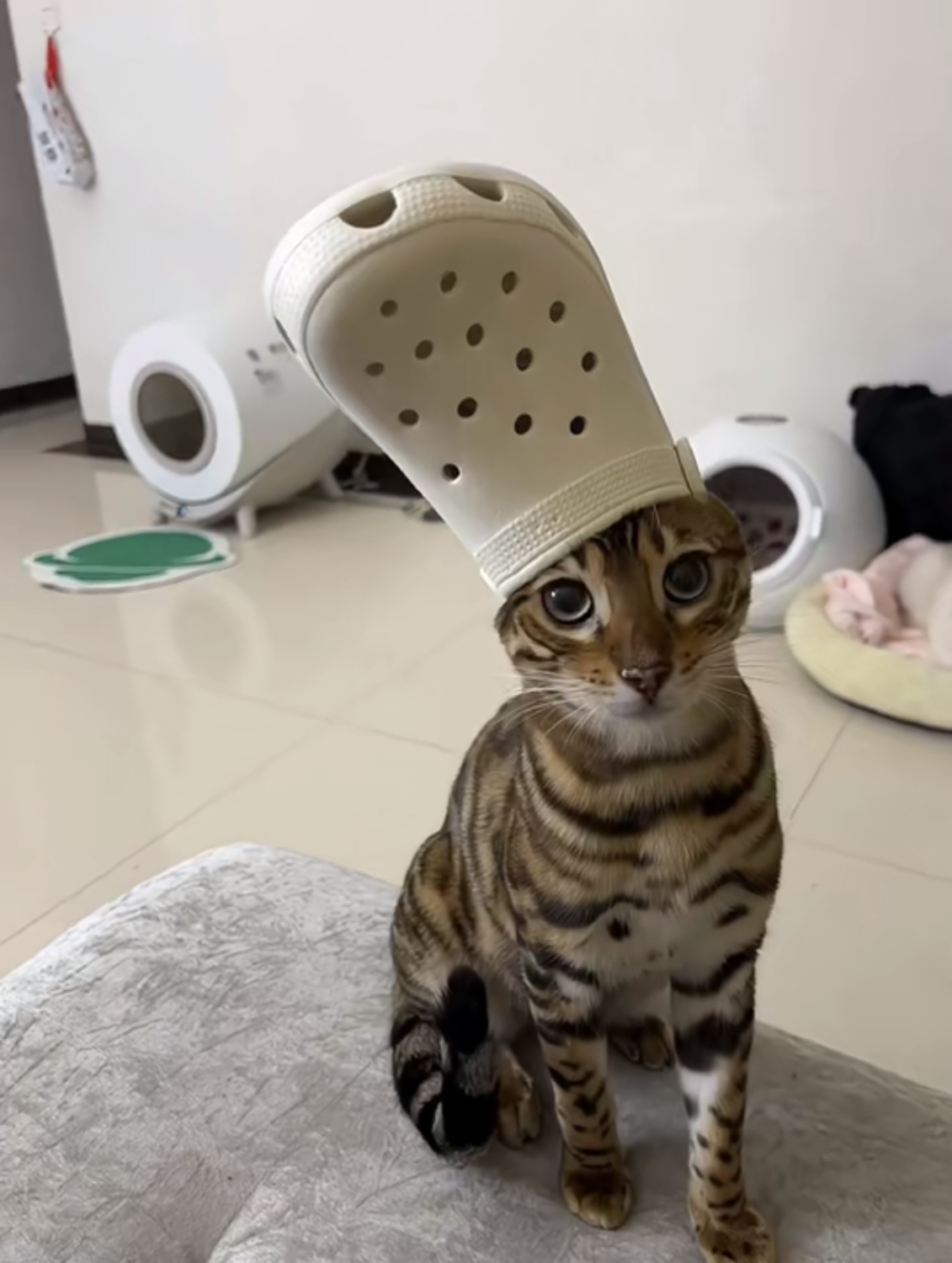 奴才：你說的好像也沒錯