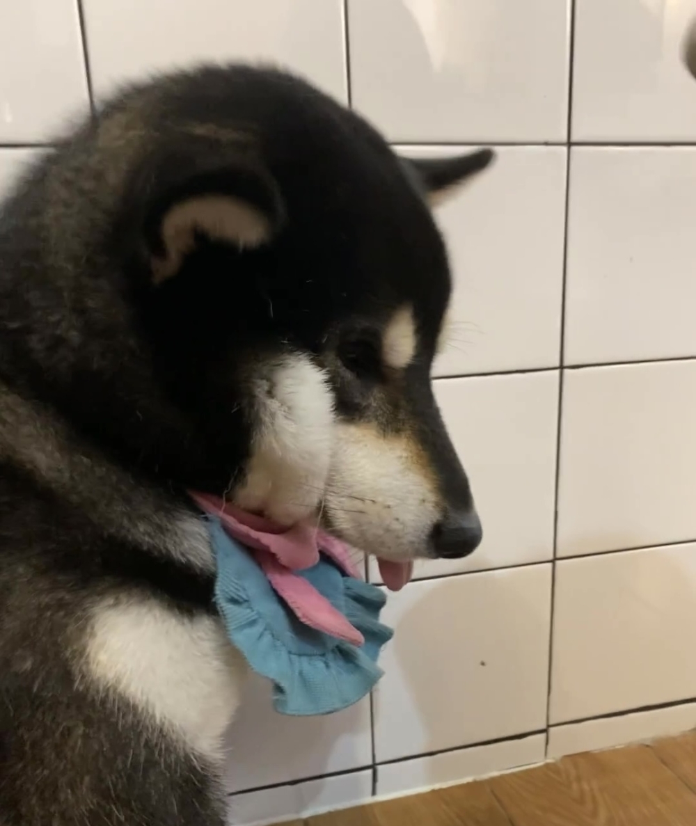 奴才：我什麼時候騙過你