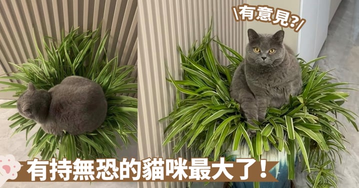 請問是在入定打坐嗎？貓咪重重壓在盆栽上，壓塌的綠植瞬間開花成為了牠的寶座啦！