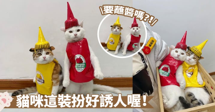 可惜錯過了萬聖節啦！貓咪裝扮成番茄醬和芥末醬，大家更喜歡哪個呢？網：一般兩種醬都要喔～