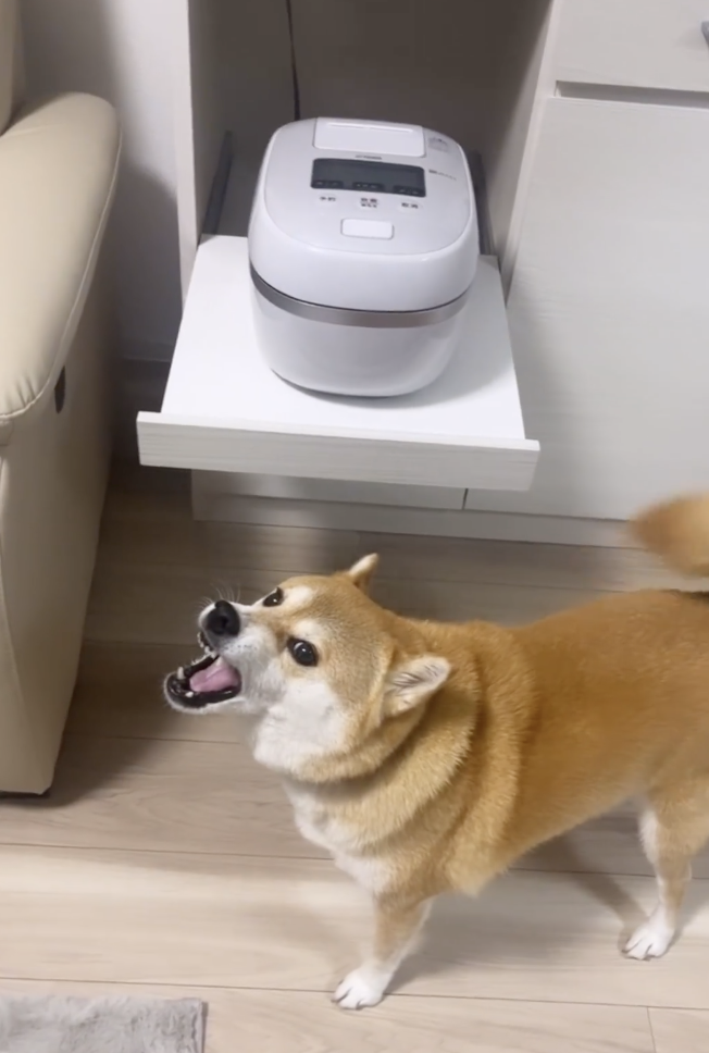 奴才：你別激動啊