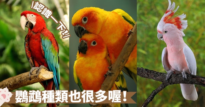 鸚鵡世界知多少？從巨型到小型，各個品種一覽無遺～盤點6種鸚鵡的特徵與差異！