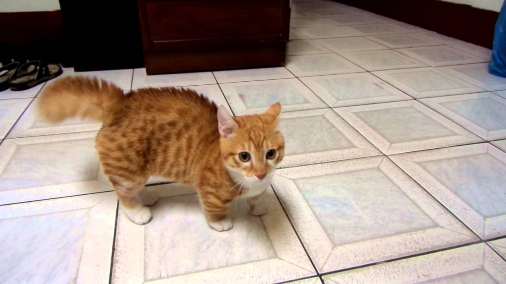 貓咪尾巴炸毛：感到威脅，嚇退敵人。