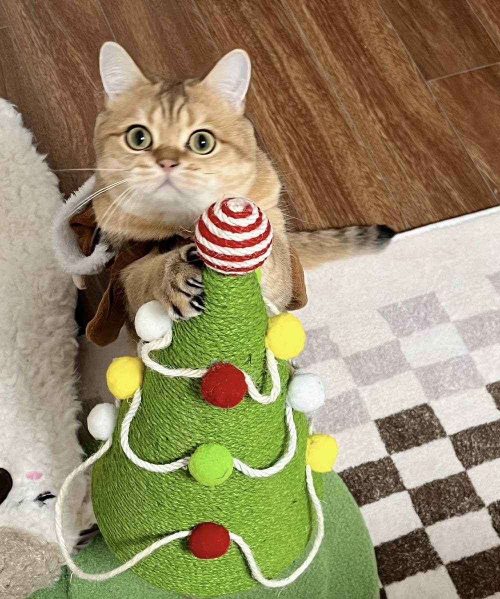 奴才：就知道我不會選錯噠