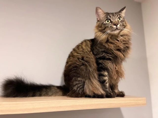 奴才：那麼舒服喔