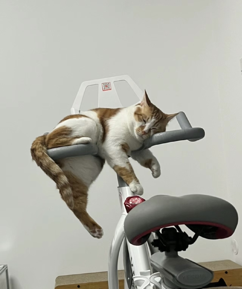 奴才:這裡又變成你的地盤了嗎?