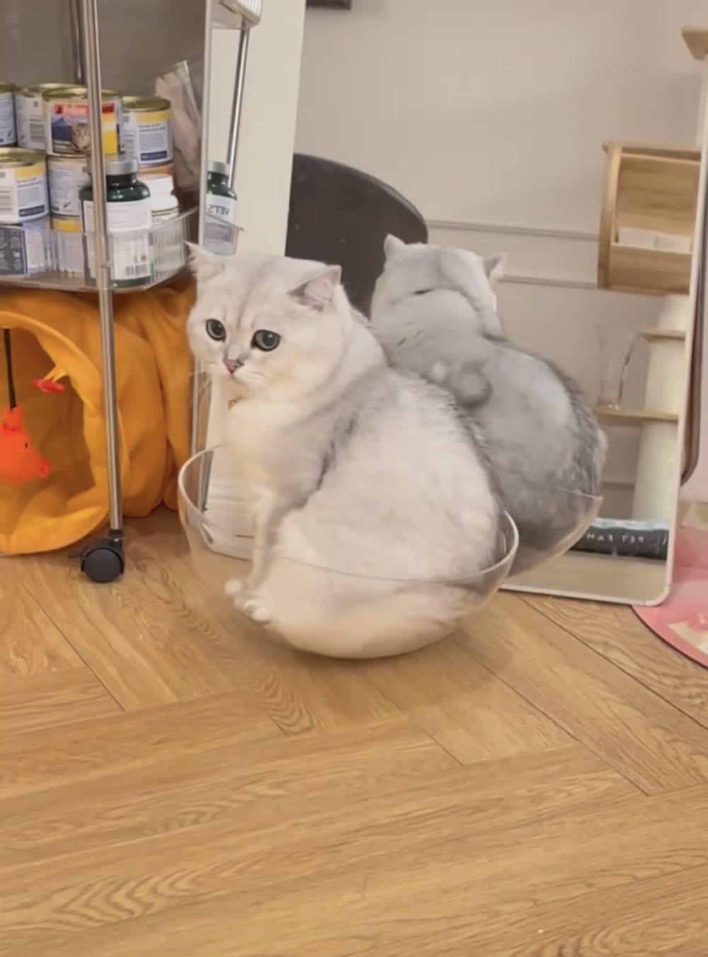 奴才：你不喜歡就不玩了