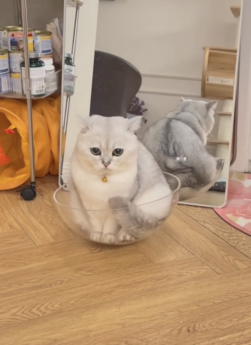 奴才：確實沒錯啦