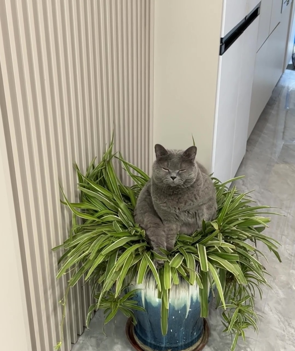 奴才：你真是被愛的有持無恐啦