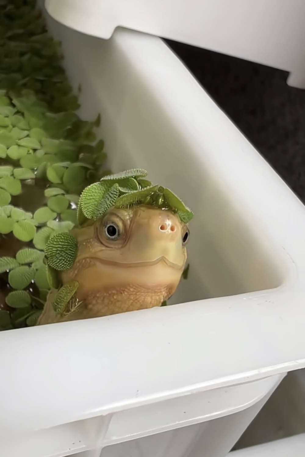 奴才：好自信喔