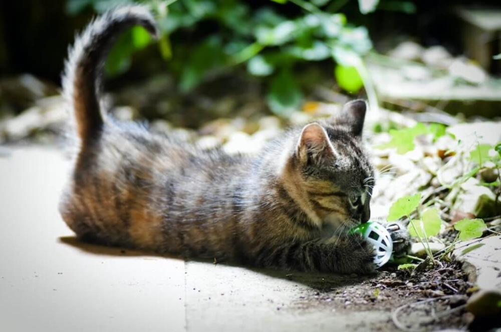 貓咪尾巴呈現鉤狀或問號狀，就代表牠開心、很喜歡你。
