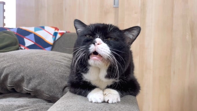 奴才：好吧～你是主子你說了算