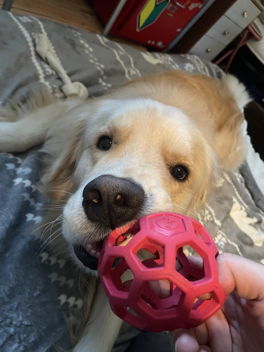 奴才：我什麼時候騙過你