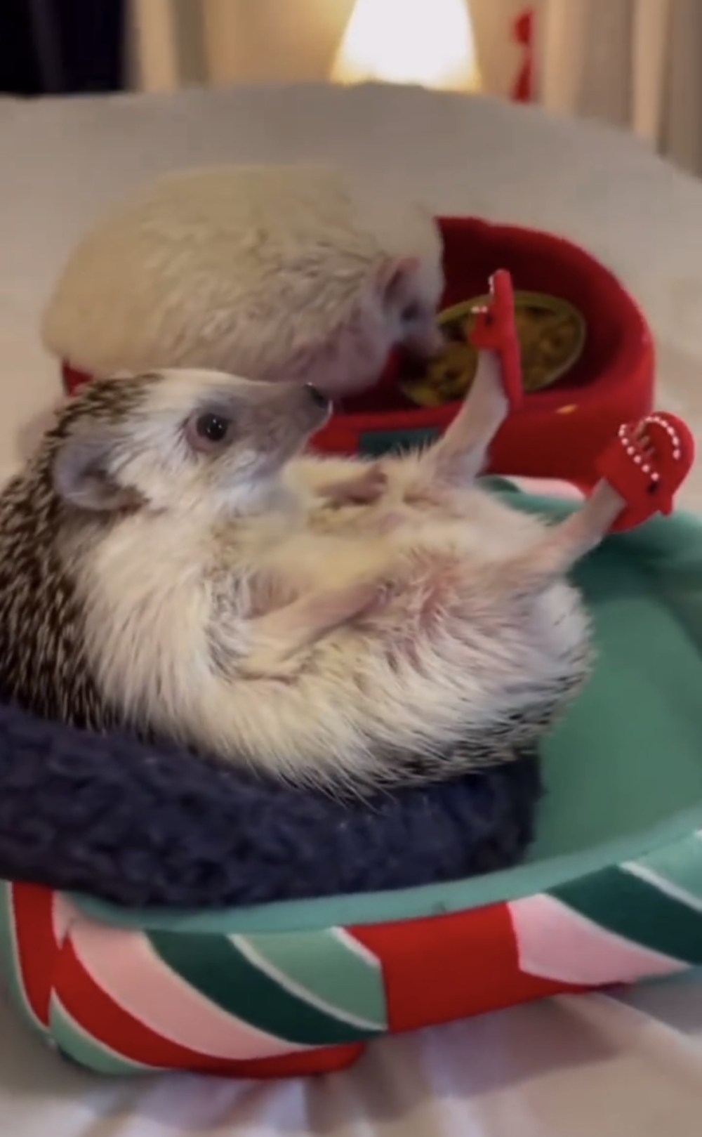 奴才：邊躺邊吃黨讓滿意