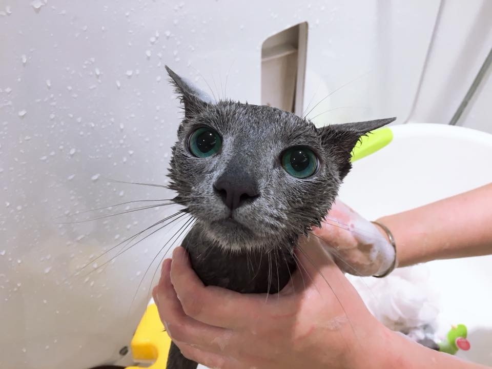 貓咪也要洗澡。
